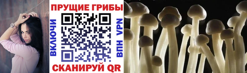 нарко площадка клад  Нововоронеж  Галлюциногенные грибы Magic Shrooms 